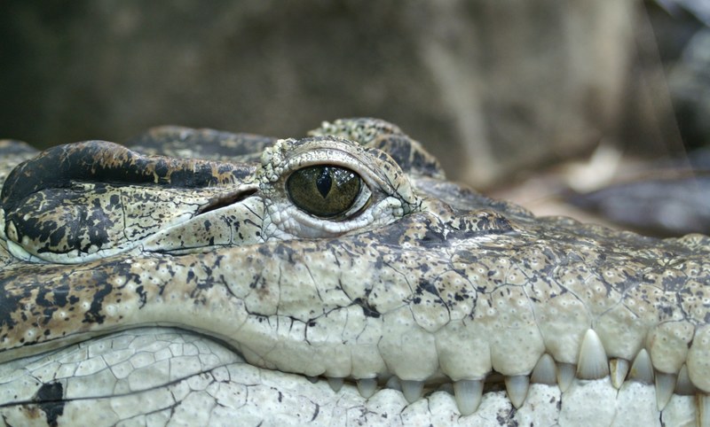 crocodile animal eye alligator reptile hunter 4k