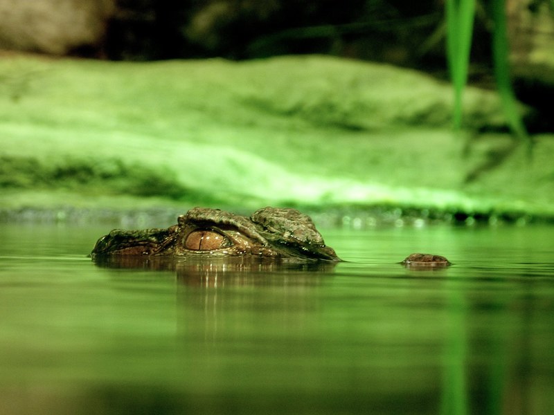 crocodile alligator dangerous reptile water 4k
