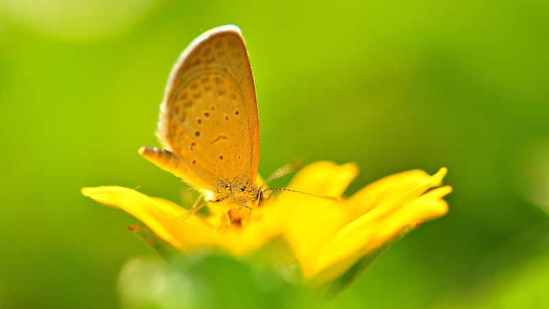 butterfly, flower, flying, bright, color, light, 4k
