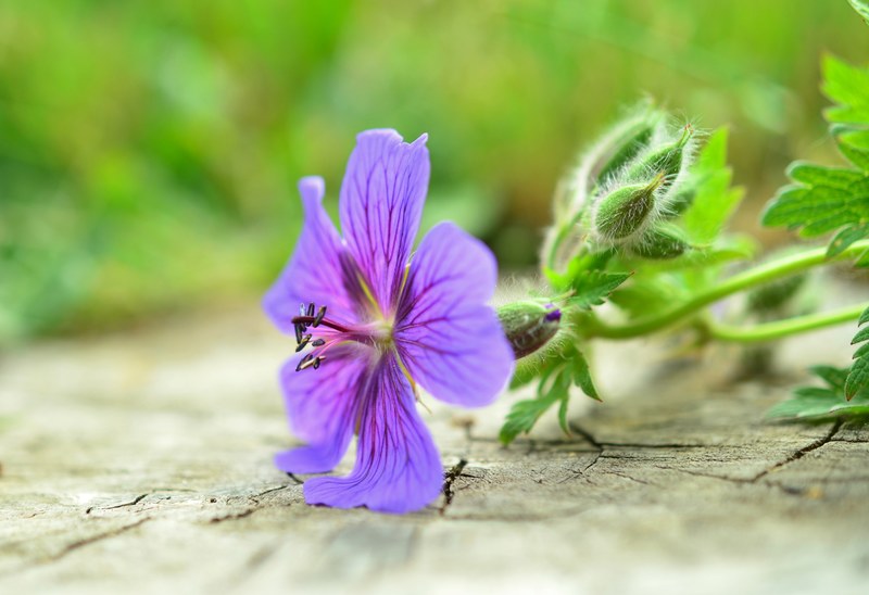 cranesbill blossom bloom flower garden purple 4k