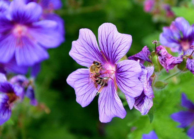 cranesbill bee spring blossom bloom nectar pollen 4k