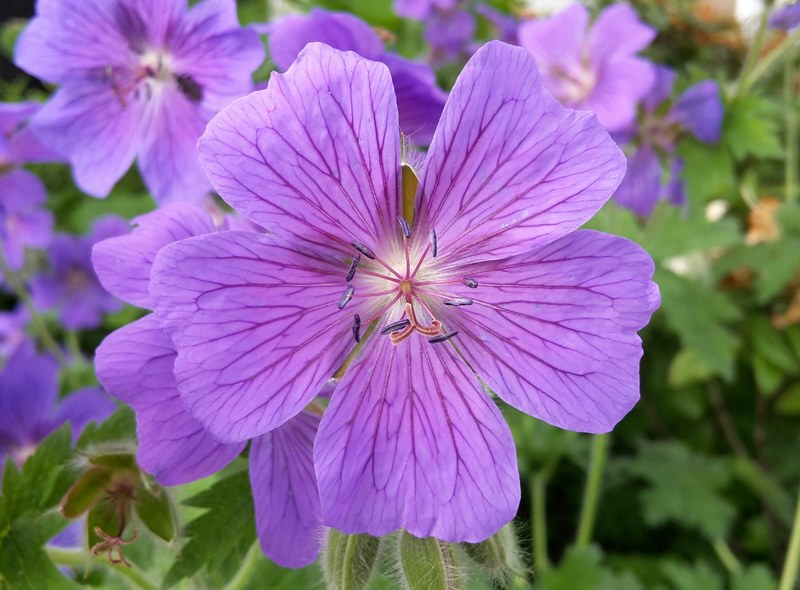 cranesbill blossom bloom flower flower garden 4k