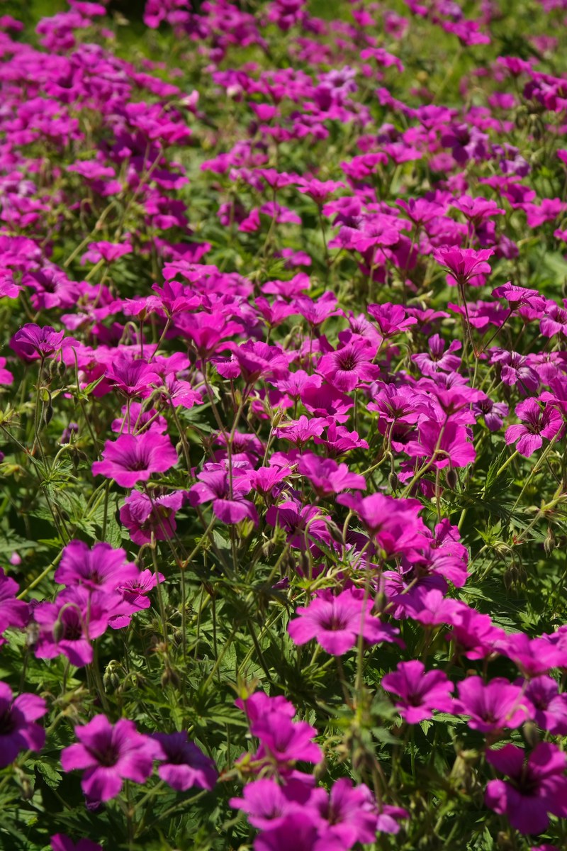 cranesbill blossom bloom pink flower plant purple 4k