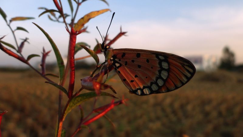 butterfly, branch, flying, wings, 4k