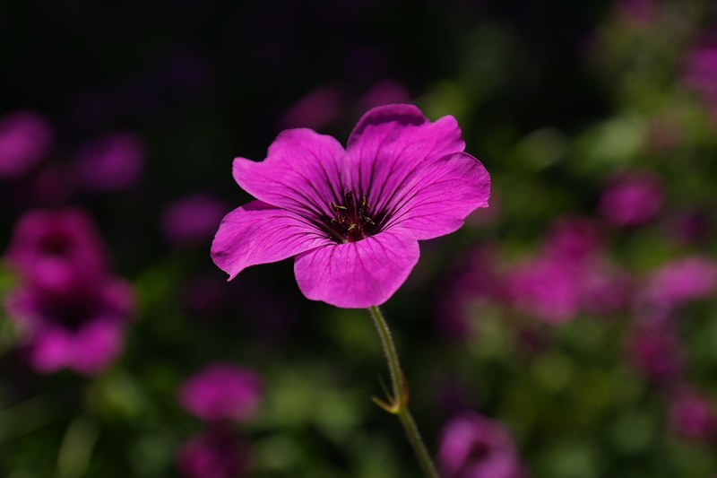 cranesbill blossom bloom pink flower plant purple 4k