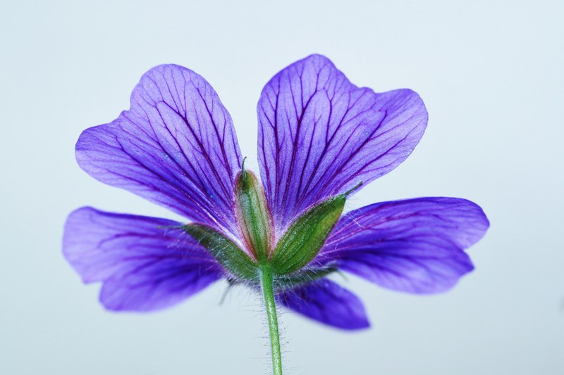 cranesbill blossom bloom blue bloom flower nature 4k