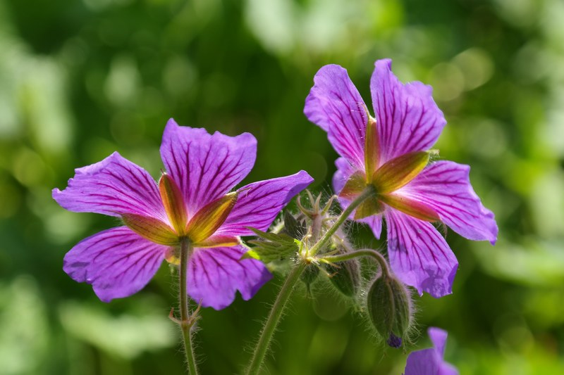 cranesbill blossom bloom plant flower violet 4k