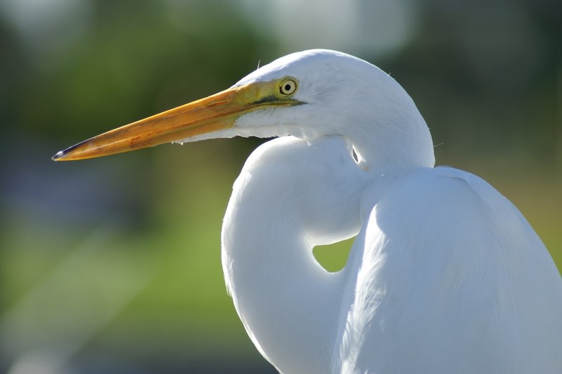 crane white bird fly wings feather wildlife beak 4k