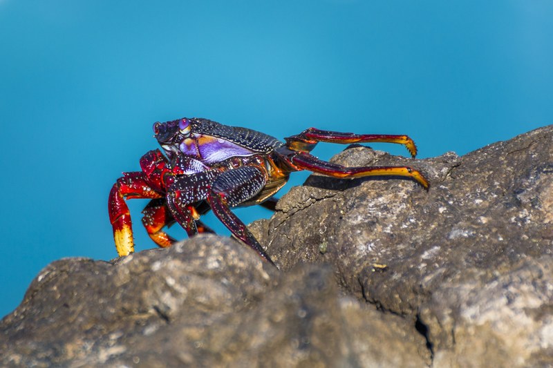 crab rock crab atlantic meeresbewohner coast 4k
