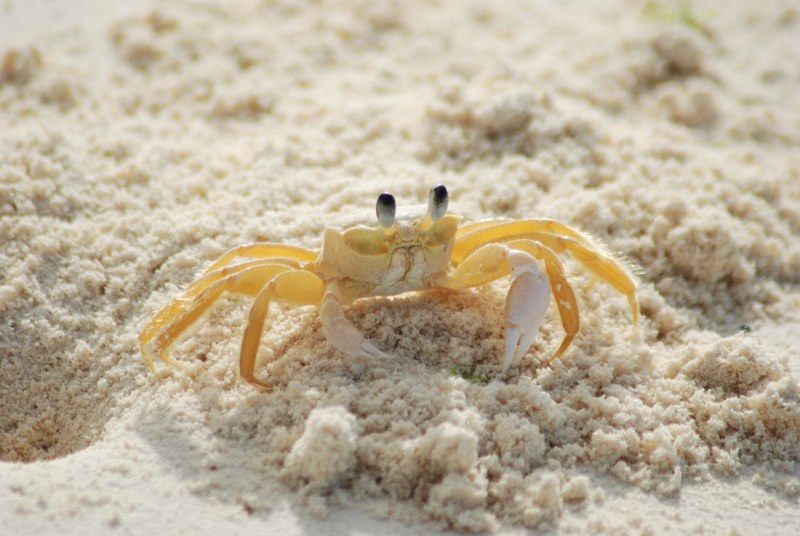 crab yellow ocypode quadrata atlantic ghost crab 4k