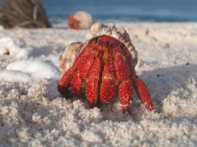 crab hermit macro sand beach wildlife crustacean 4k