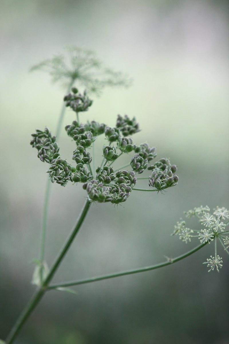 cow parsley wild chervil wild beaked parsley keck 4k