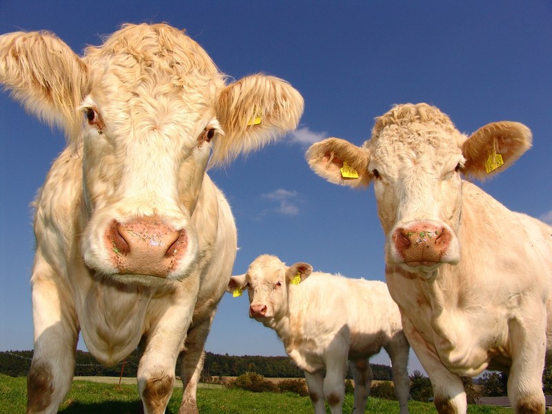 cows curious cattle agriculture cattle breeding 4k
