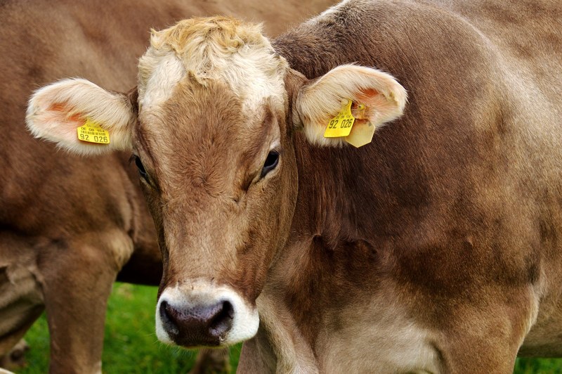 cow allgäu cows cute ruminant dairy cattle 4k