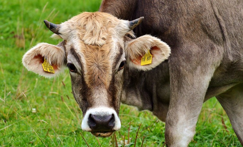 cow allgäu cows cute ruminant dairy cattle 4k