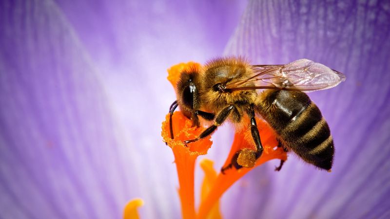 bee, flower, pollination, petals, 4k