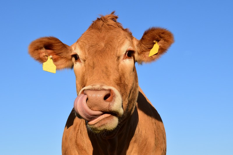cow head cow head animal livestock nature 4k