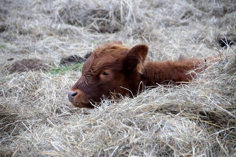 cow calf rest cub brown animal it lies 4k
