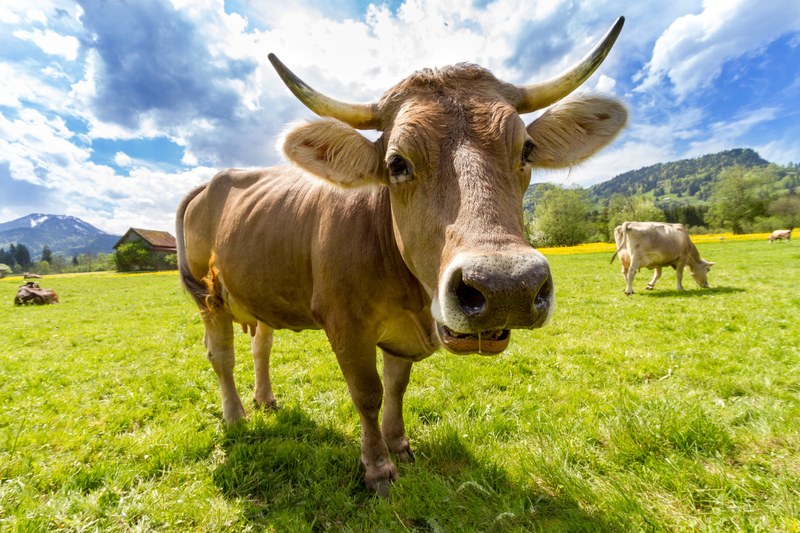 cow alpine horn 4k