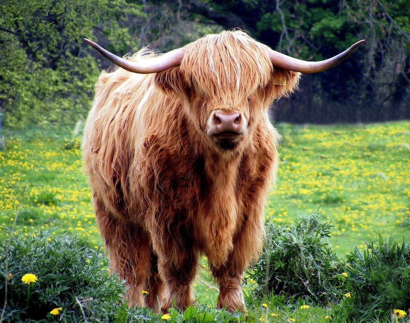 cow bull horns coat shaggy pasture field grass 4k