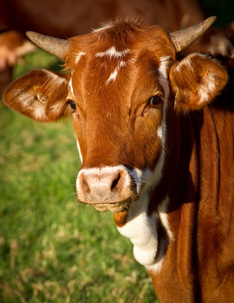 cow calf cattle stock brown white young face 4k