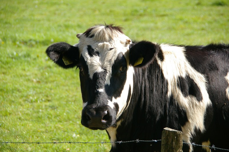 cow beef black white milk cow animal 4k