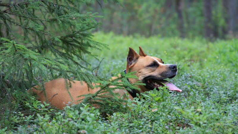dog, staffordshire terrier, forest, spruce, 4k