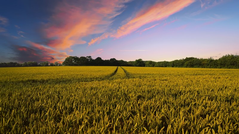 countryside harvest agriculture farm nature field 4k