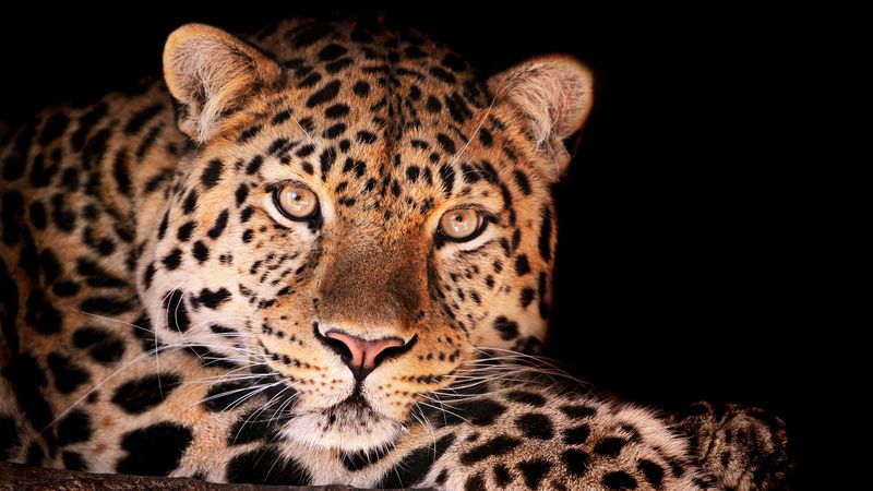 leopard, face, dark, spotted, 4k
