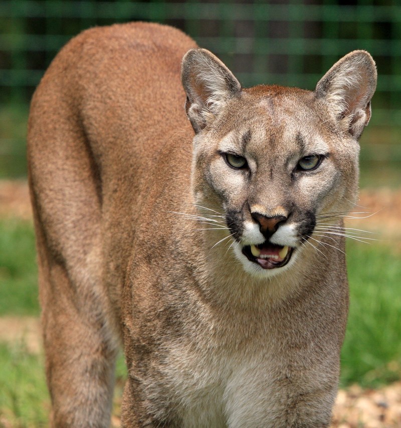 cougar mountain lion big cat feline beautiful 4k