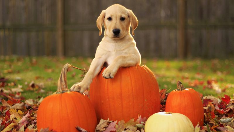 labrador retriever, foliage, autumn, dog, pumpkin, puppy, 4k