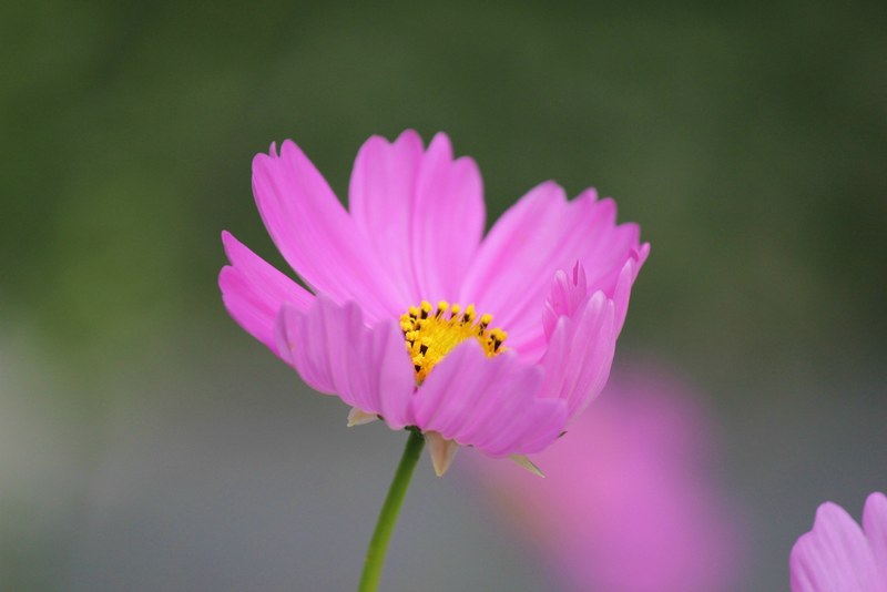 cosmos flower cosmos flower bloom pollen purple 4k