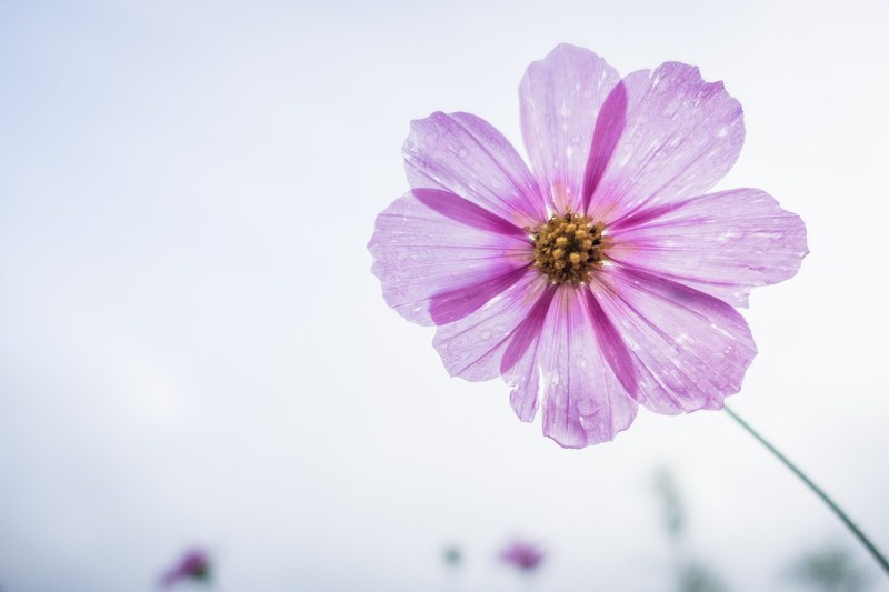 cosmos flower flower garden cosmos floral test 4k