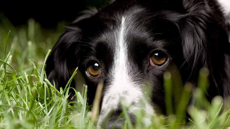 english springer spaniel, look, macro, dog, grass, 4k