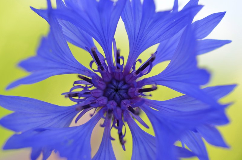cornflower blossom bloom blue violet nature flower 4k