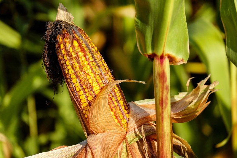 corn on the cob corn food field autumn nature 4k