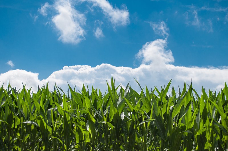 corn field blue sky countryside summer rural farm 4k