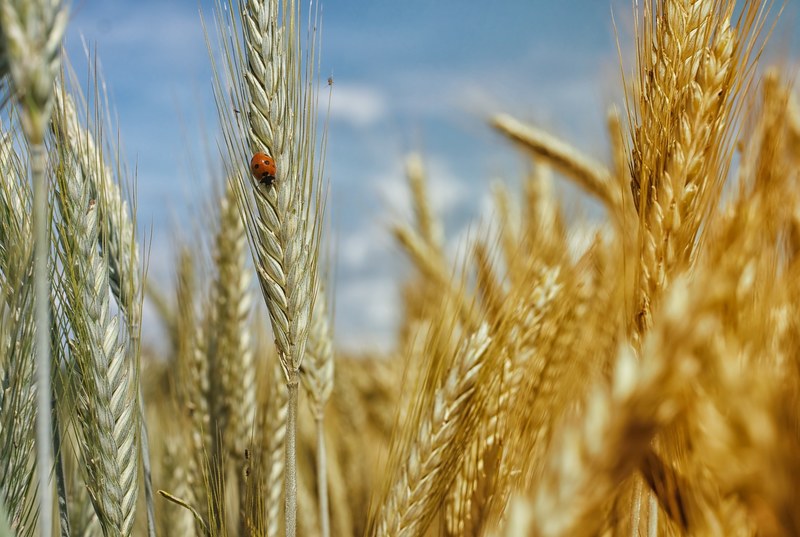 cornfield wheat field wheat cereals summer holiday 4k