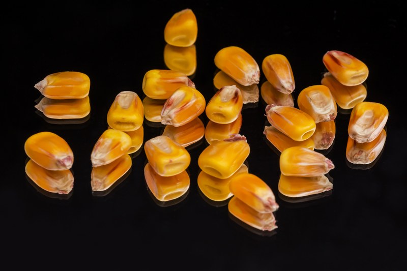 corn plant mag crop yellow black mirror 4k