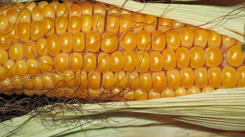 corn grain corn on the cob autumn background 4k