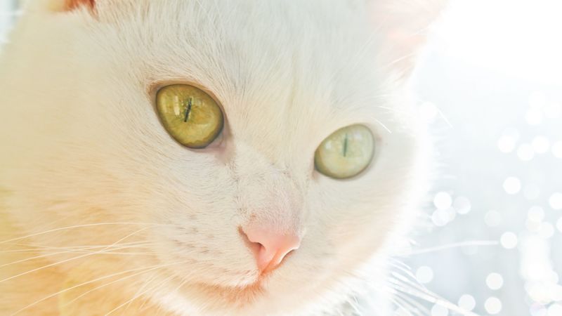 cat, face, light, glare, eye, 4k
