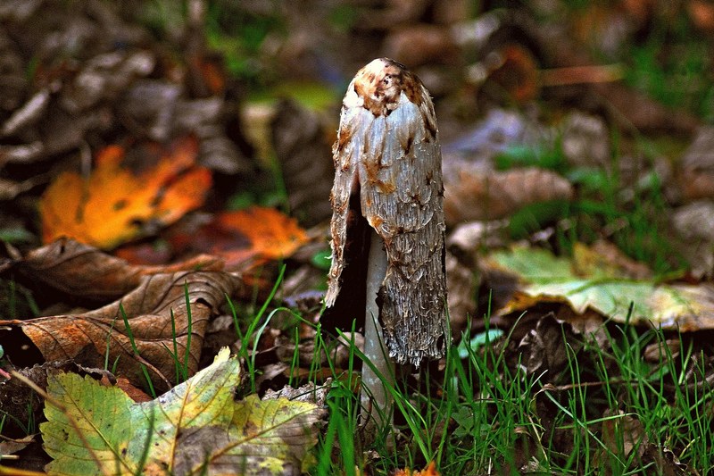 coprinus comatus fungus shaggy ink cap lawyers wig 4k
