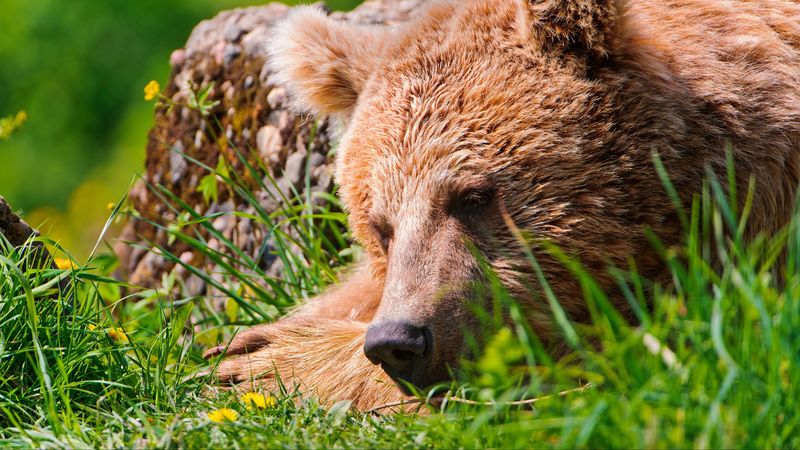 bear, face, tired, grass, lie, 4k
