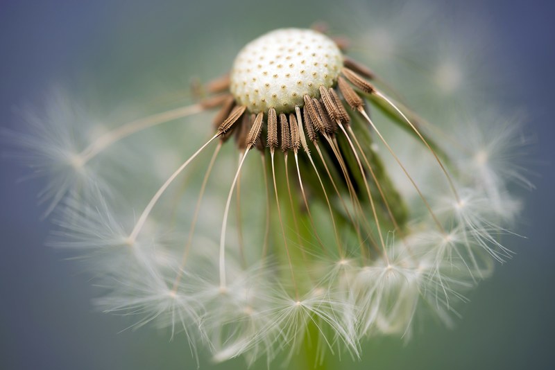 common dandelion dandelion taraxacum sect ruderalia 4k