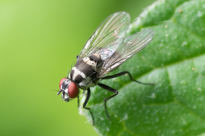common fly macro insect nature animal bug green 4k