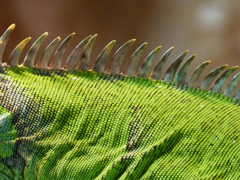comb iguana green lizard kaltblut reptile animal 4k