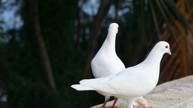 pigeons, birds, couple, white, 4k