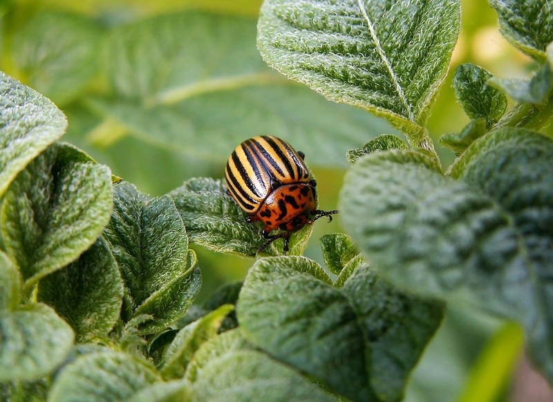 colorado potato beetle pest beetle potato leaves 4k