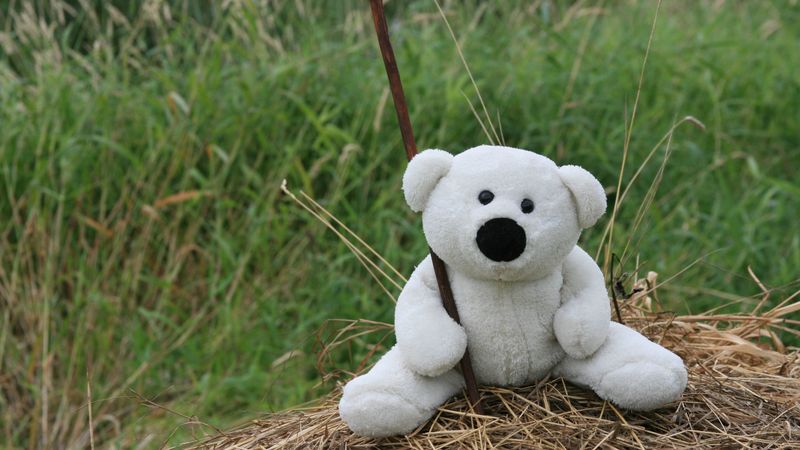 white, toy, teddy bear, mood, walk, hay, grass, 4k