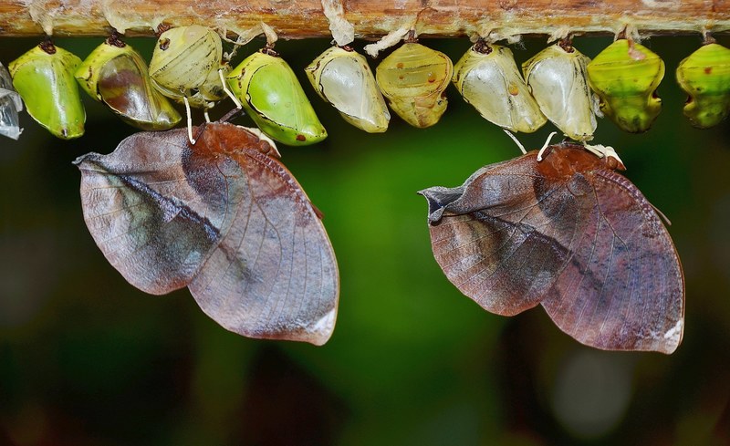 cocoons butterflies larva larvae insect larvae 4k